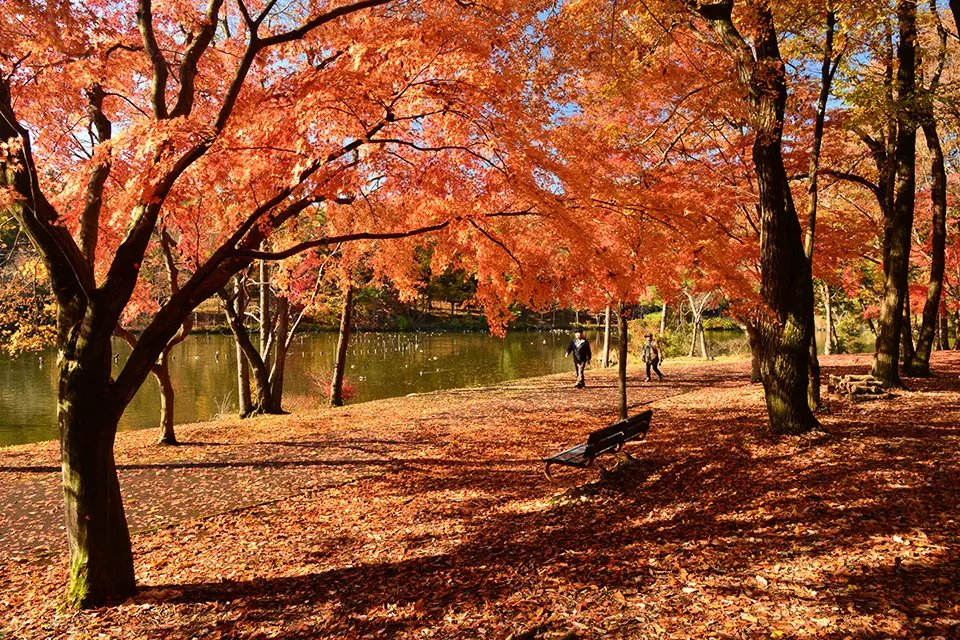 🌳 이가시라 공원 (이가시라 코우엔) 이미지 8